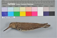 藏品(磯鷸)的圖片